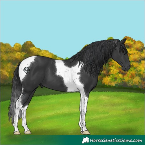 Horse Color:Black Tobiano 