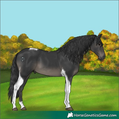 Horse Color:Black Tobiano