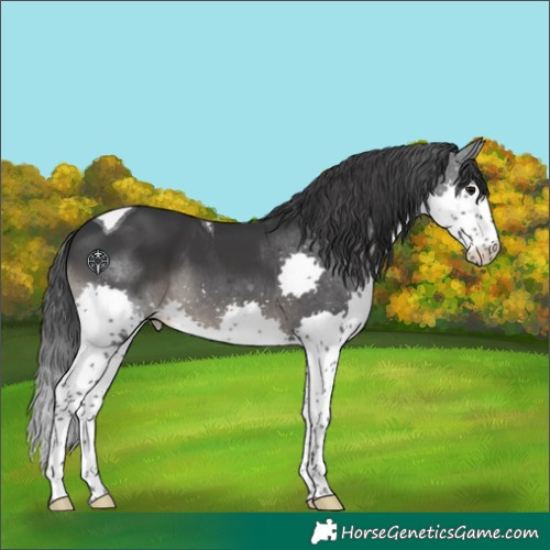 Horse Color:Black Splash Tobiano