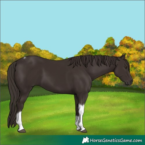 Horse Color:Liver Chestnut Tobiano