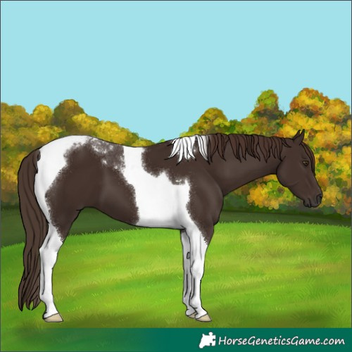 Horse Color:Liver Chestnut Tobiano