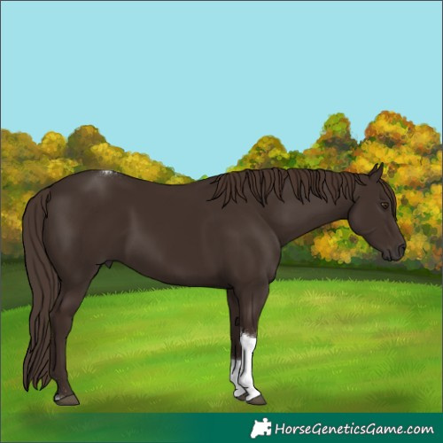 Horse Color:Liver Chestnut Tobiano
