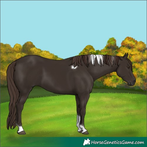 Horse Color:Liver Chestnut Tobiano