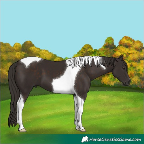 Horse Color:Liver Chestnut Tobiano