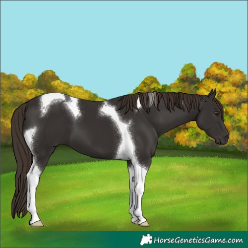 Horse Color:Liver Chestnut Tobiano