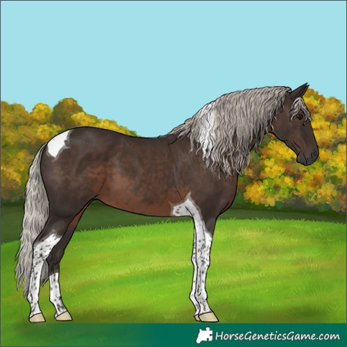 Horse Color:Gray Silver Black Tobiano