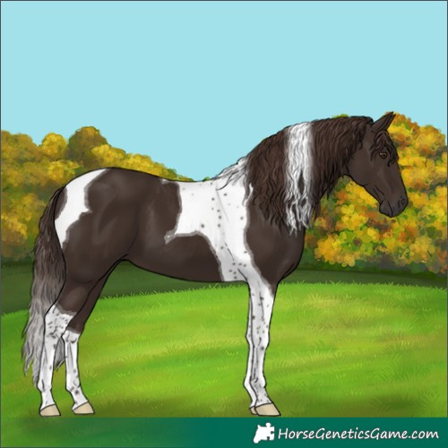 Horse Color:Liver Chestnut Tobiano