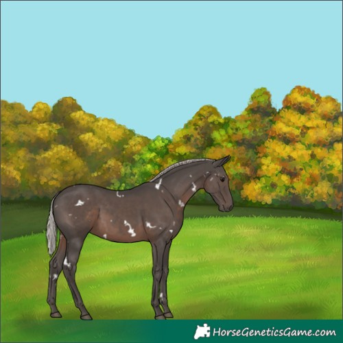 Horse Color:White Spotted Silver Black 