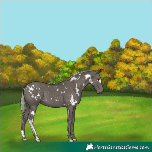 Horse Color:White Spotted Silver Black 