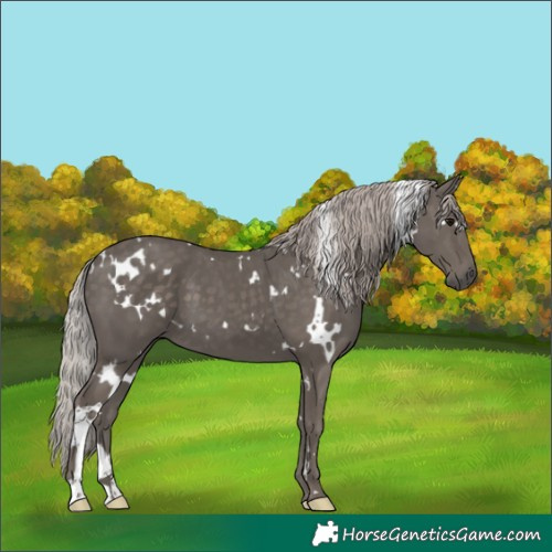 Horse Color:White Spotted Silver Black
