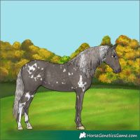 Horse Color:White Spotted Silver Black