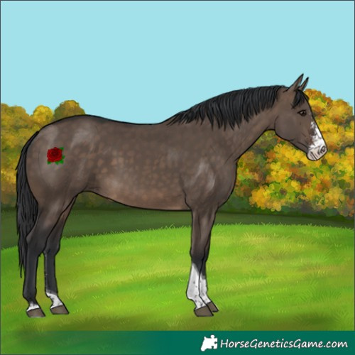 Horse Color:Brown Dun Sabino Tobiano 