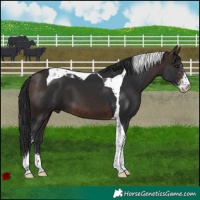 Horse Color:Brown Sabino Tobiano 