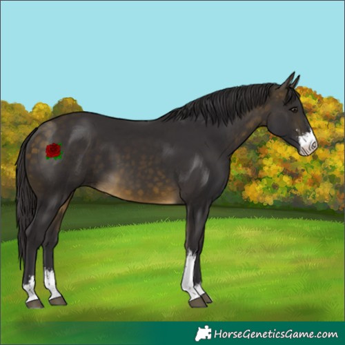Horse Color:Buckskin Sabino 