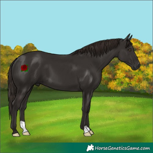 Horse Color:Liver Chestnut 