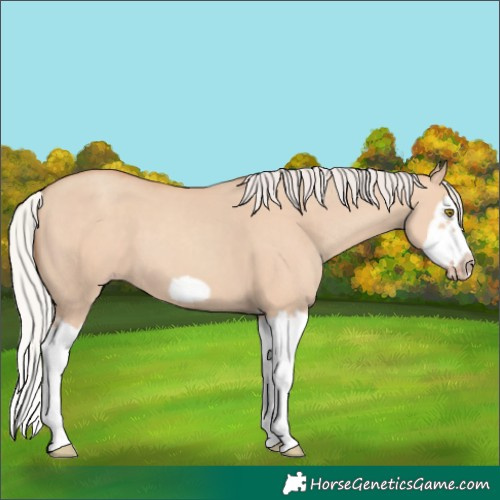 Horse Color:Silver Classic Champagne Dun Splash Frame 