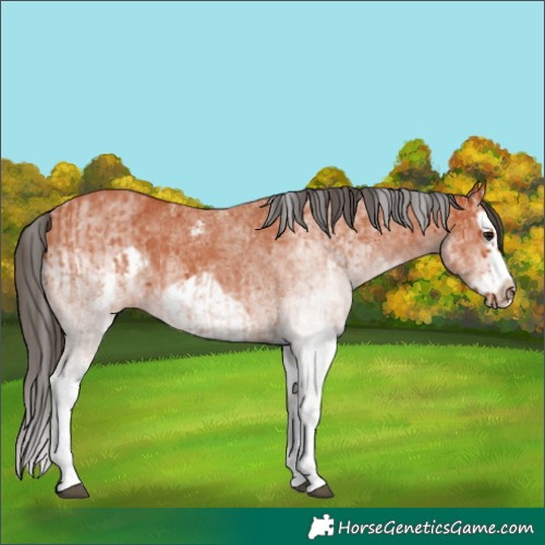 Horse Color:White Spotted Bay Splash  and White Spotted Bay Splash Frame 
