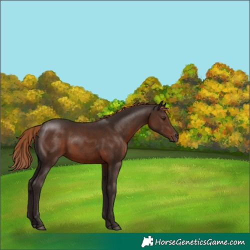 Horse Color:Liver Chestnut 