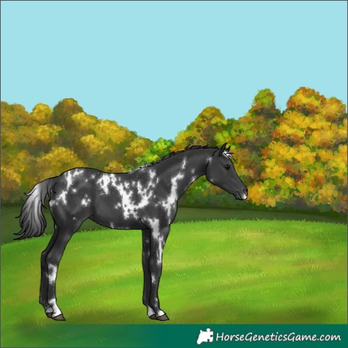 Horse Color:White Spotted Black 