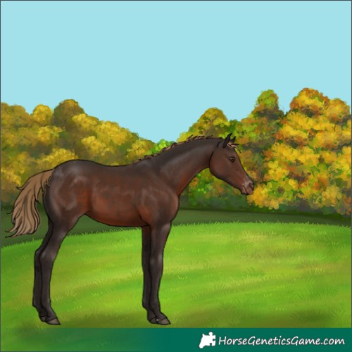 Horse Color:Liver Chestnut Appaloosa 