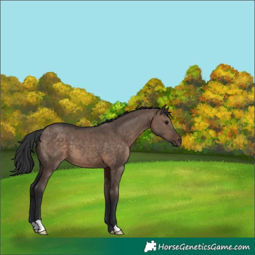 Horse Color:Brown Dun 