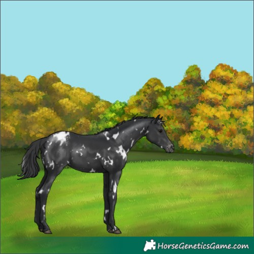 Horse Color:White Spotted Black Appaloosa 