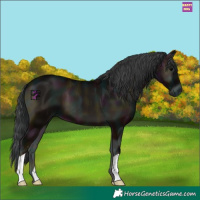 Horse Color:Midnight Blue Onyx