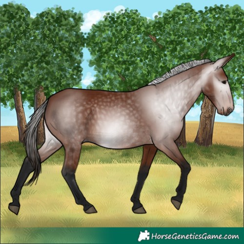 Horse Color:Gray Bay 