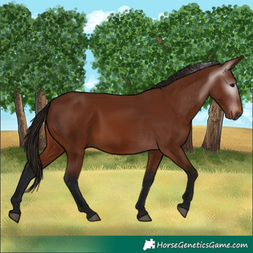 Horse Color:Gray Bay 