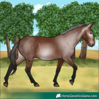 Horse Color:Gray Bay