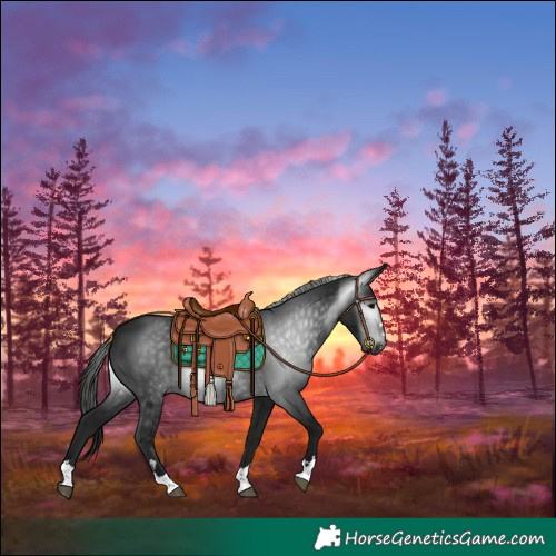 Horse Color:Gray Black