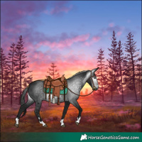 Horse Color:Gray Black 