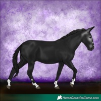 Horse Color:Gray Black 