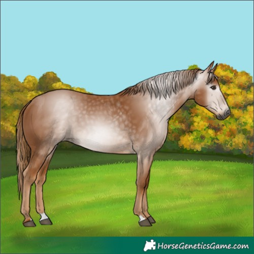 Horse Color:Gray Chestnut 