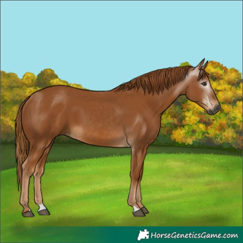 Horse Color:Gray Chestnut 