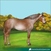 Horse Color:Gray Chestnut