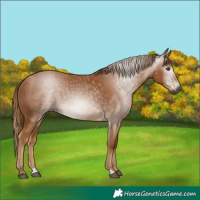 Horse Color:Gray Chestnut 
