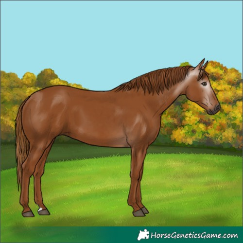 Horse Color:Gray Chestnut