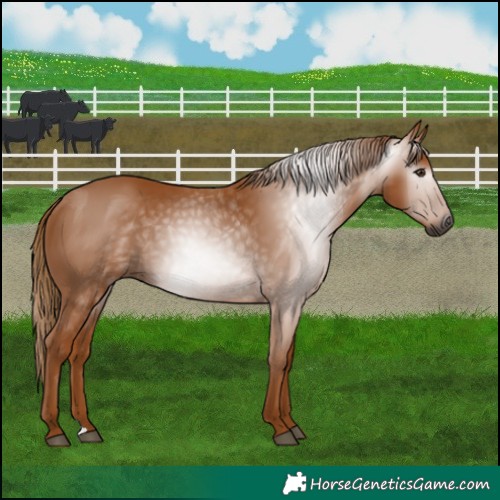Horse Color:Gray Chestnut