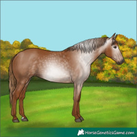 Horse Color:Gray Chestnut 