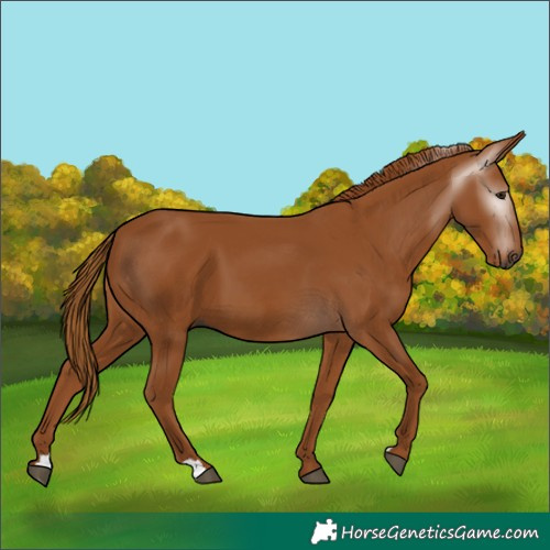 Horse Color:Gray Chestnut