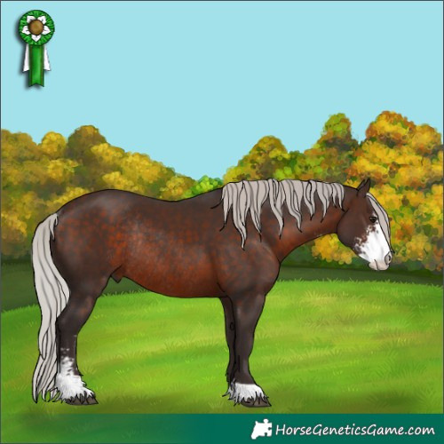 Horse Color:Silver Brown Sabino Rabicano 