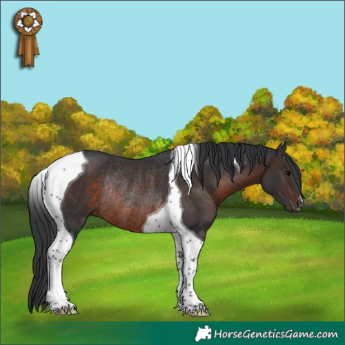 Horse Color:Brown Tobiano Rabicano