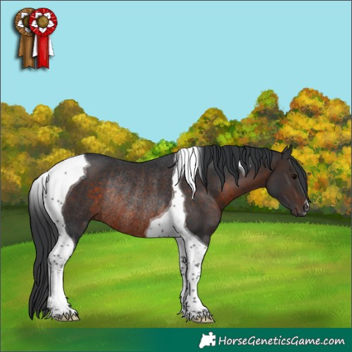 Horse Color:Brown Tobiano Rabicano