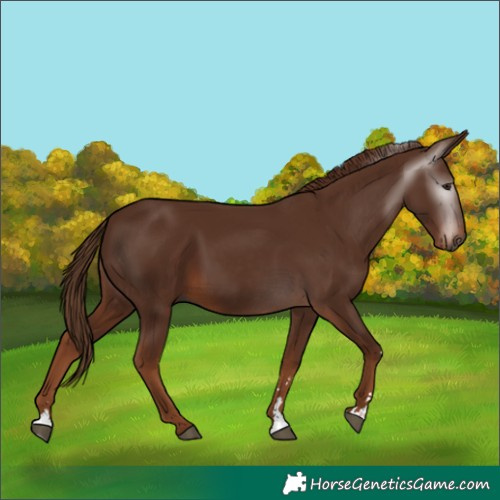 Horse Color:Gray Chestnut 
