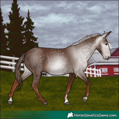 Horse Color:Gray Chestnut