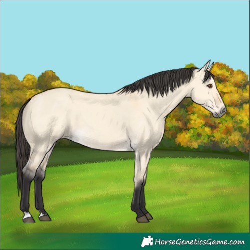 Horse Color:Buckskin Dun