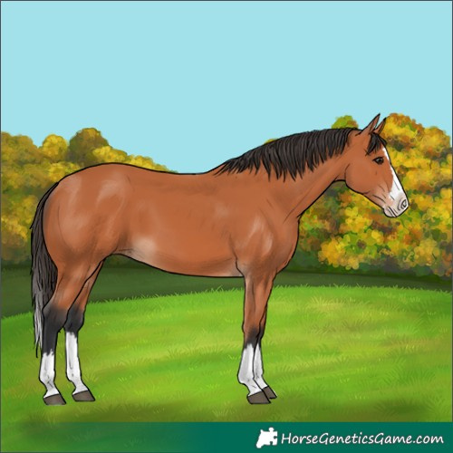 Horse Color:Bay Splash 