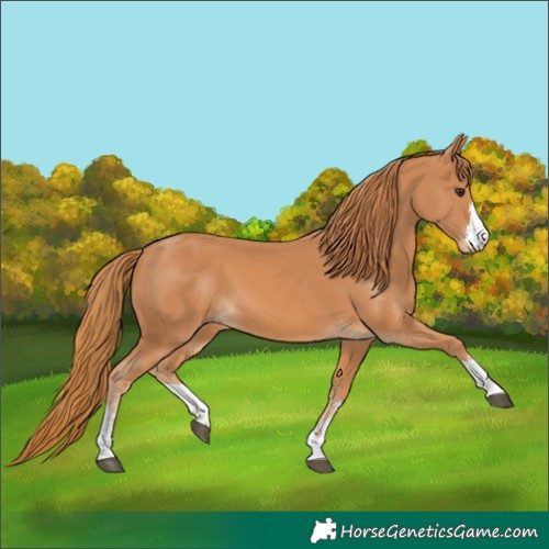 Horse Color:Chestnut 