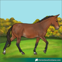 Horse Color:Bay 